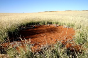 Feenkreis, Namib, Fairy Circle