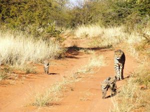 Cheetah, Gepard, Cub, Okonjima, AfriCat Foundation