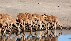 Etosha, Impala, Wasserstelle