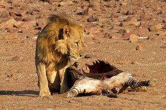 Dorob-Mähnenlöwe mit einem Zebra-Kadaver (4. Juni 2013). Foto: Flip Stander