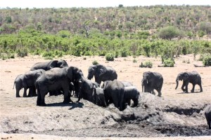 Elefanten in Khaudom, Elephants in Khaudom National Park, Namibia